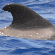 Database Cetacean PhotoID